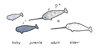 Narwhal Facts For Kids Illustrations And Fun Information Narwhal Narwhal Tattoo Narwhal Facts