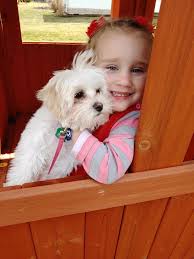 Read reviews from world's largest community for readers. Bichon Frise Maltese Poodle Shih Tzu Designer Breeds Puppy Sales Blue Ribbon Kennels Of Ohio