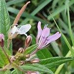 Image result for Cleome monophylla