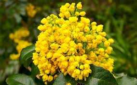 The Best Plants For Winter Garden Colour David Domoney