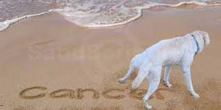This is because it is called animal abuse no matter how sick the cat is, and illegal in many places to even bury it in the ground! Peaceful Endings For Pets When Do I Euthanize My Pet With Cancer At Home Pet Euthanasia Hospice Chicago Suburbs