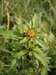 Image result for Bidens ruyigiensis