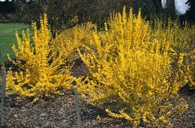 Forsythia X Intermedia Week End Courtalyn Pbr Deer Resistant Plants Dog Friendly Garden Porch Flowers