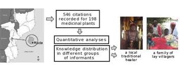 Image result for Cissus bathyrhakodes