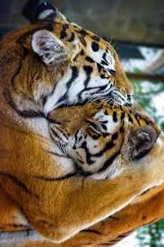 Marion Spekker On Twitter Majestic Animals Big Cats Animals Beautiful