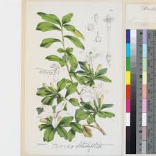Image result for Turraea obtusifolia