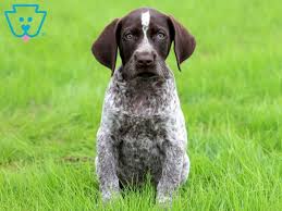 If you are unable to find your german wirehaired pointer puppy in our puppy for sale or dog for sale sections, please consider looking thru thousands of german wirehaired pointer dogs for adoption. German Shorthaired Pointer Poodle Mix Puppies For Sale Off 51 Www Usushimd Com