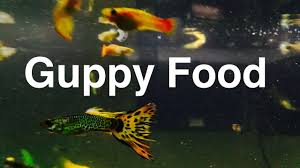 Food For Guppy Fish Feeding Your Guppies Youtube
