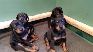 Find doberman pinschers for sale on oodle classifieds. Doberman Pups For Sale Very Highly Pedigreed Regd Dogs For Sale In Adarshnagar Pune Click In