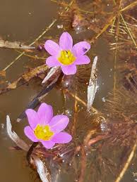 Image result for Cabombaceae