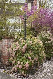Valley Rose Pieris Landscaping With Roses Beautiful Gardens Perfect Plants