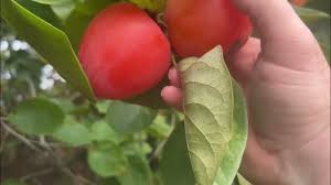 Image result for Anisophyllea boehmii