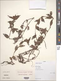 Image result for Coleotrype laurentii