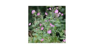 Image result for Eriosema parviflorum