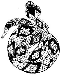 There is however, the red diamond rattlesnake, but it is not closely related to the true diamondbacks. Enter Page Title Here Coloring Pages Colorful Drawings Snake Drawing