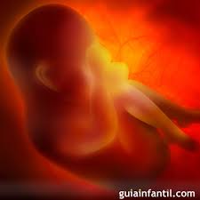 Aborto Libre Hasta Las 14 Semanas De Embarazo