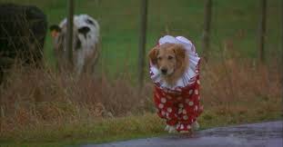 A young boy and a talented stray dog with an amazing basketball playing ability become instant friends. Air Bud Streaming Where To Watch Movie Online