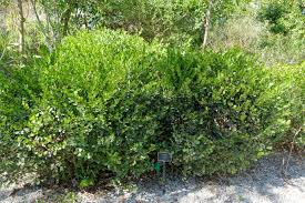 Image result for Sabicea bequaertii