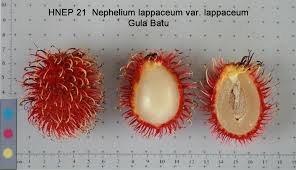 Tuang air gula ke dalam wadah, lalu masukkan timun dan rambutan. Rambutan And Pulasan Collection Usda Ars