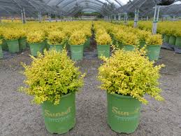 Image result for Ligustrum sinense