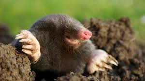 Moles can present in all kinds of shapes and sizes. Mole Protection King Rootbarrier