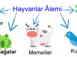 Hayvanlar Aleminin Genel Tanimi