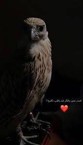pin by 𝗠𝗶𝗿𝘅𝗹 on ᴅʜɪᴇᴍ in 2021 love quotes funny beautiful arabic words arabic tattoo quotes