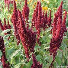 Buy Prince Of Wales Amaranthus Hypochondriacus 100 Seeds Online Seeds Hobbyseeds Store