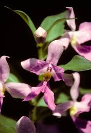 Image result for Brachycorythis congoensis