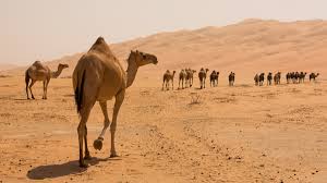 They are available from outback 4 onward, excluding the cameleon. Do Camels Really Have Water In Their Humps Live Science