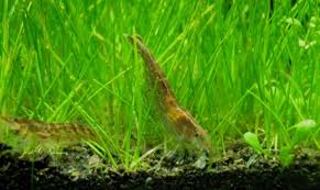 Menurut saya cara ini lebih murah walaupun sedikit rumit dan dengan cara ini kita tidak akan merusak moss tersebut. Cara Menanam Hairgrass Untuk Aquascape Bagi Pemula Faunadanflora Com