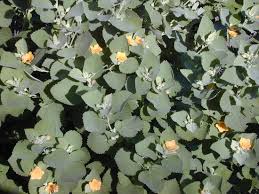 Image result for Sida serratifolia