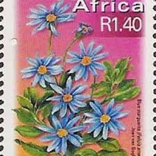 Image result for Felicia grantii