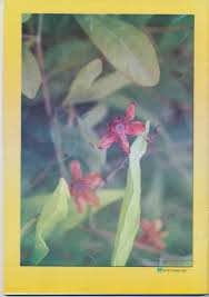 Image result for Loudetia phragmitoides