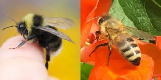 Bumble bee nests aren't all that easy to find, so if you do come across one, consider yourself lucky to see such a beautiful natural offering! Relocating A Bumble Bee Nest Capital Region Beekeepers Association