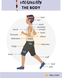 We did not find results for: Parts Of The Body In English Eslbuzz Learning English