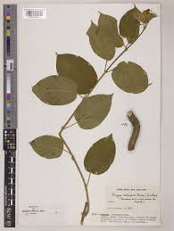 Image result for Marsdenia schimperi