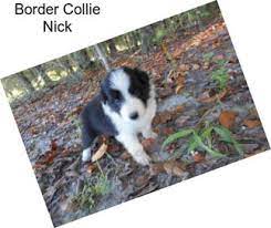 Border Collie Puppies For Sale In Florida Agriseek Com