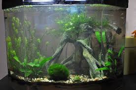 5 Gallon Planted Betta Tank Planted Betta Tank Cool Fish Tanks Betta Tank