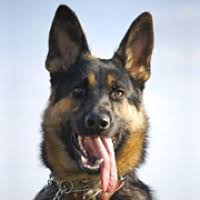 Maybe you would like to learn more about one of these? German Shepherd Rescue Adoptions