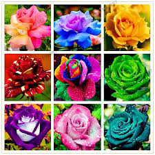 Use them in commercial designs under lifetime, perpetual & worldwide rights. 200 Pcs Rare Holland Rainbow Rose Flower Seeds Home Garden Rare Flower Seeds 24 Color Rainbow Rose Seeds Rose Seeds Rare Flowers Flower Seeds