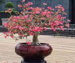 Bonsai are grown in pots and are totally dependent on you for their care. Bonsai Tree Complete Guide How To Grow And Care For Bonsais