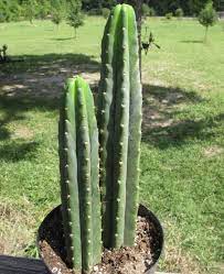 This is stated in the decision of the cabinet of ministers №408 dated may 23, 2012. Trichocereus Pachanoi San Pedro Cactus Plants Cacti And Succulents