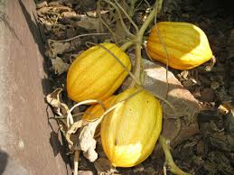 They can be either direct sown or sown indoors for later transplant. Gardenerd Organic Edible Gardening Harvesting Delicata