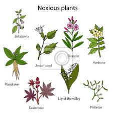 Gerade unter den frühlingsblumen sind viele arten für haustiere giftig. Giftige Pflanzen Sammlung Leinwandbilder Bilder Henbane Belladonna Datura Myloview De