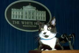 Select one of our templates. 10 Cats Who Made History Howstuffworks