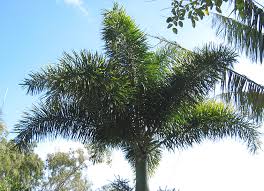 Image result for Wodyetia bifurcata