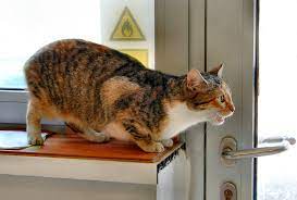 Das ruhebedürfnis nimmt mit zunehmenden alter zu. Wenn Deine Katze Rollig Ist 10 Fragen Uber Die Rolligkeit Bei Katzen Fur Dich Beantwortet