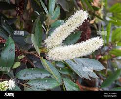 Image result for Cunonia