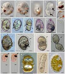 Check spelling or type a new query. How Does A Single Celled Organism Evolve An Eye Science In The News